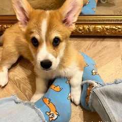 Čarape Corgi brenda Coucou Suzette